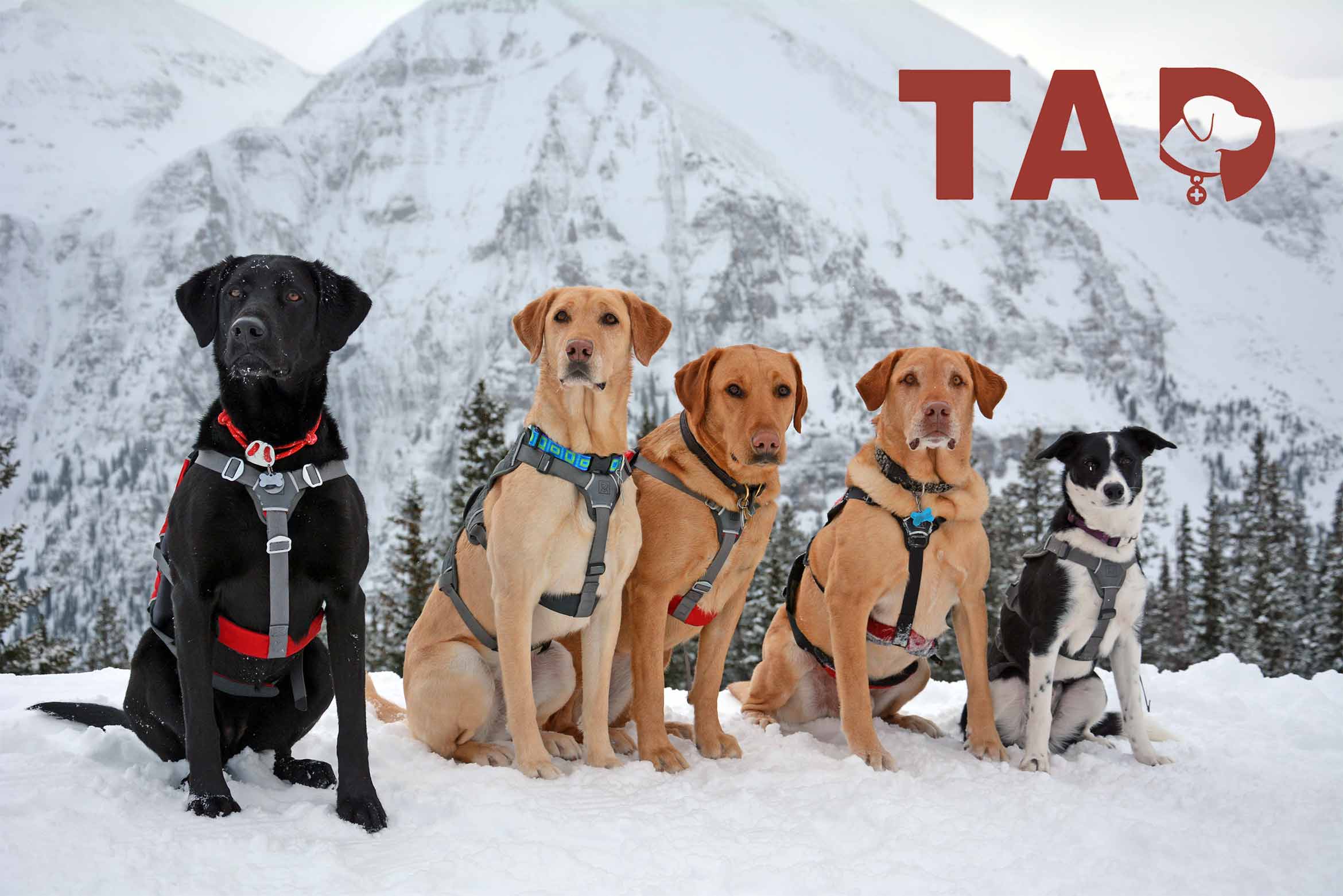 Telluride Avalanche Dogs