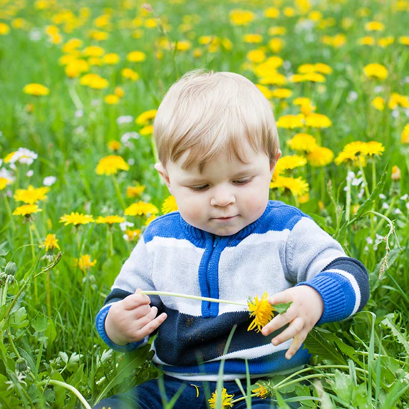 Toddler Plays in Telluride Dandelion Field