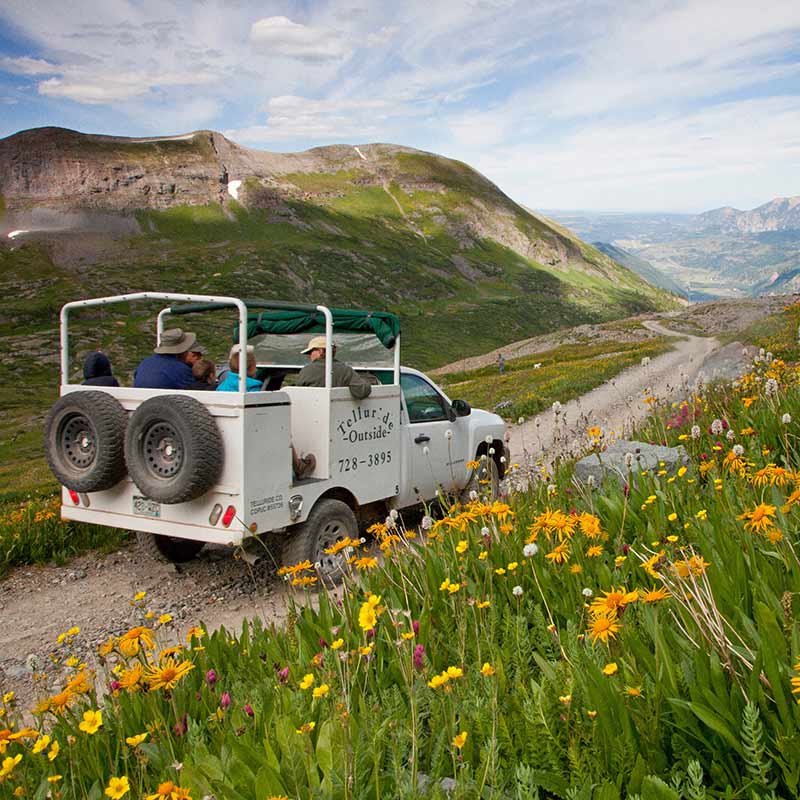 Jeeping Over Black Bear Pass With Summer Wildflowers in Bloom